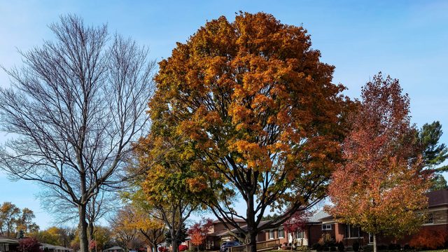 A tree-lined residential street in fall